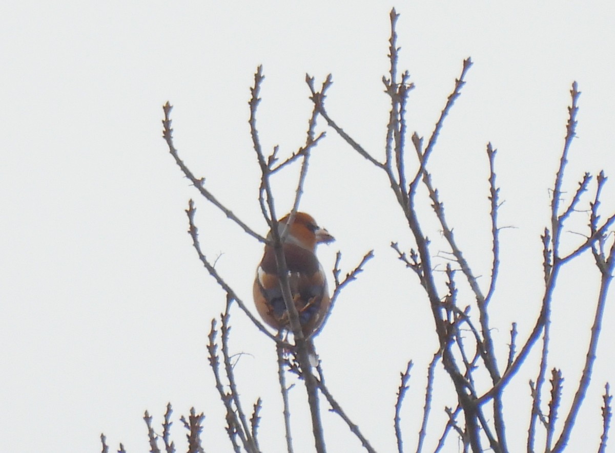 Mokolodi arrunta - ML647833617