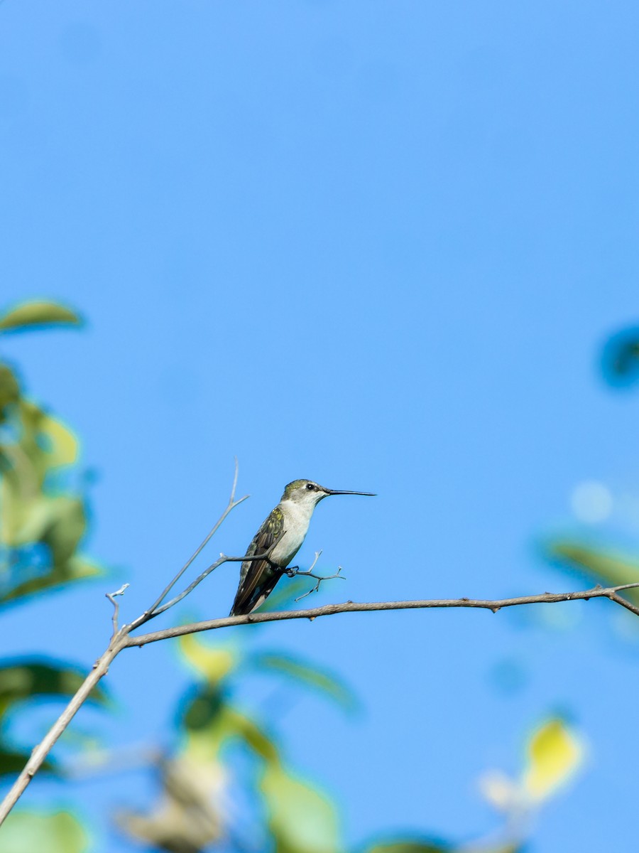 Рубиновогорлый колибри - ML647833634