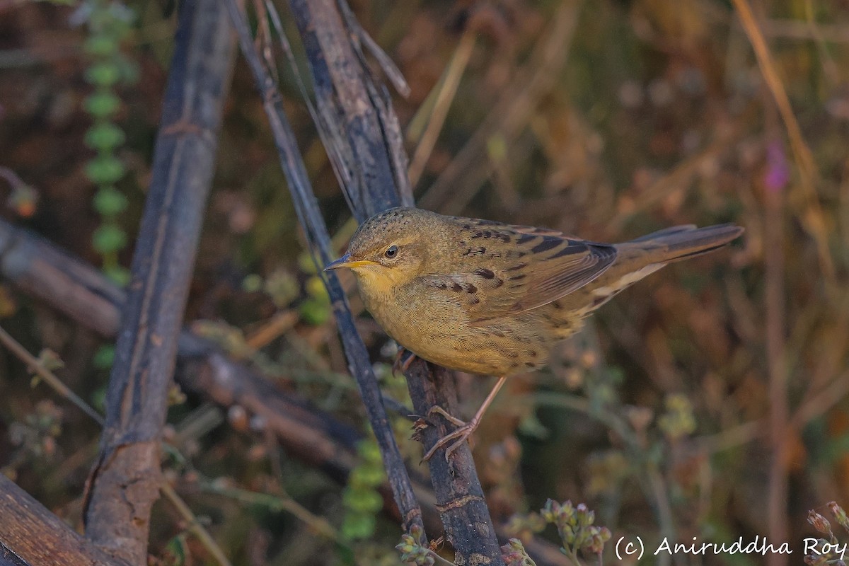 חרגולן מנומר - ML647833635