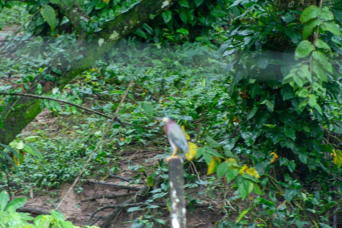 אנפית ירוקה - ML647833637