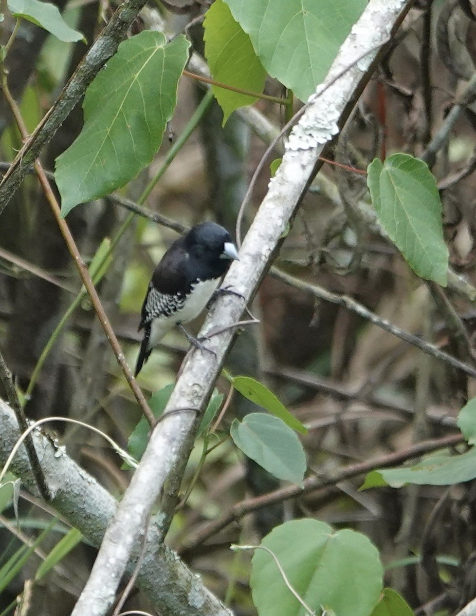 Чёрно-белая муния - ML647833676