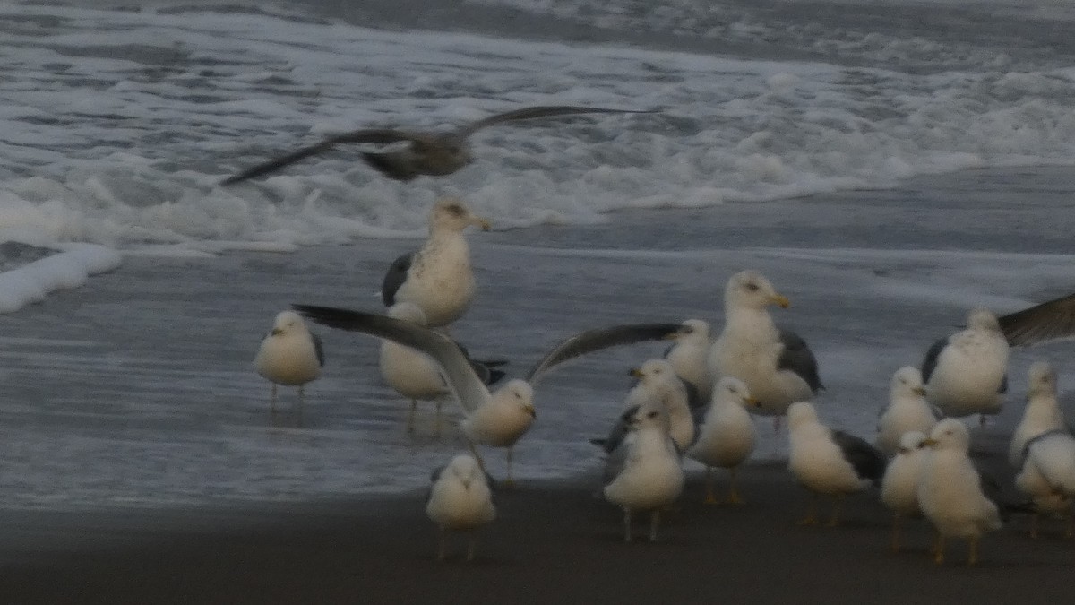 Мартин охотський - ML647833679