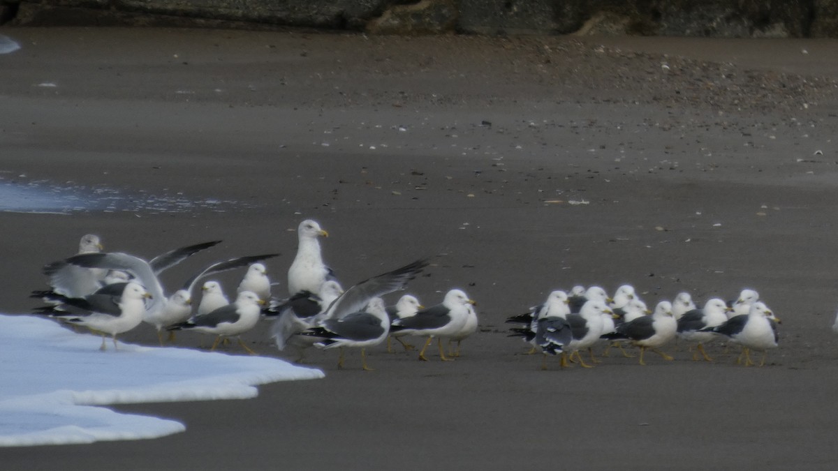 Мартин охотський - ML647833682