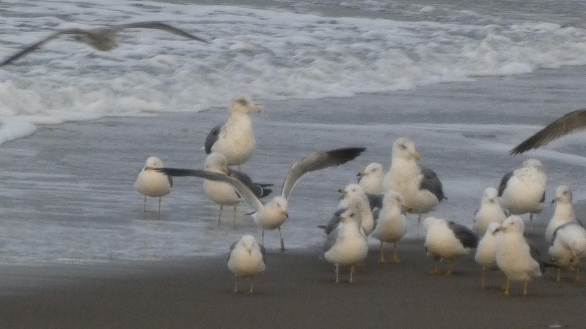 Мартин охотський - ML647833683