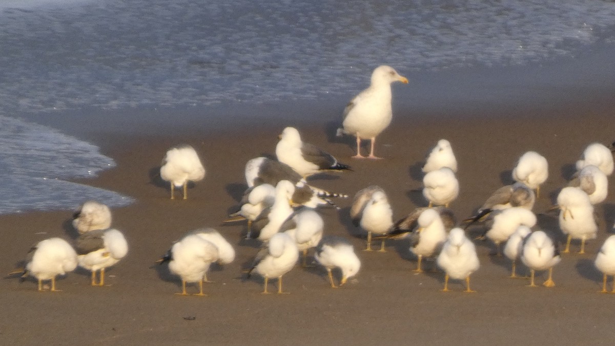 Мартин охотський - ML647833685