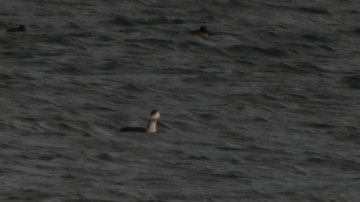 Пірникоза велика - ML647833714