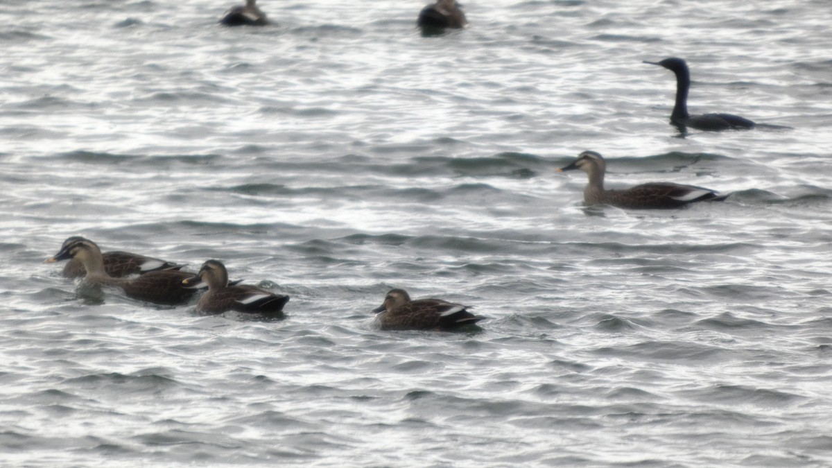 Баклан берингійський - ML647833735