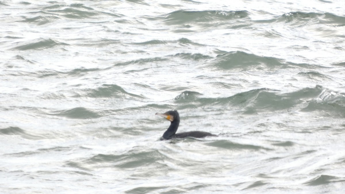 Баклан великий - ML647833757