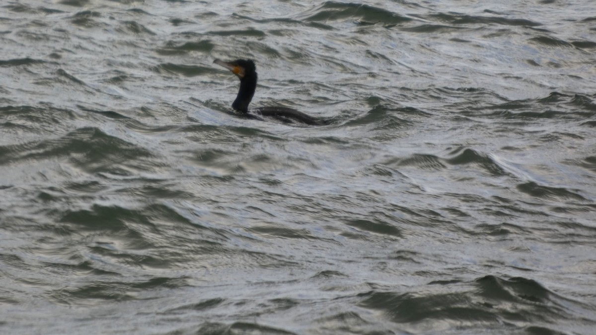 Баклан великий - ML647833758