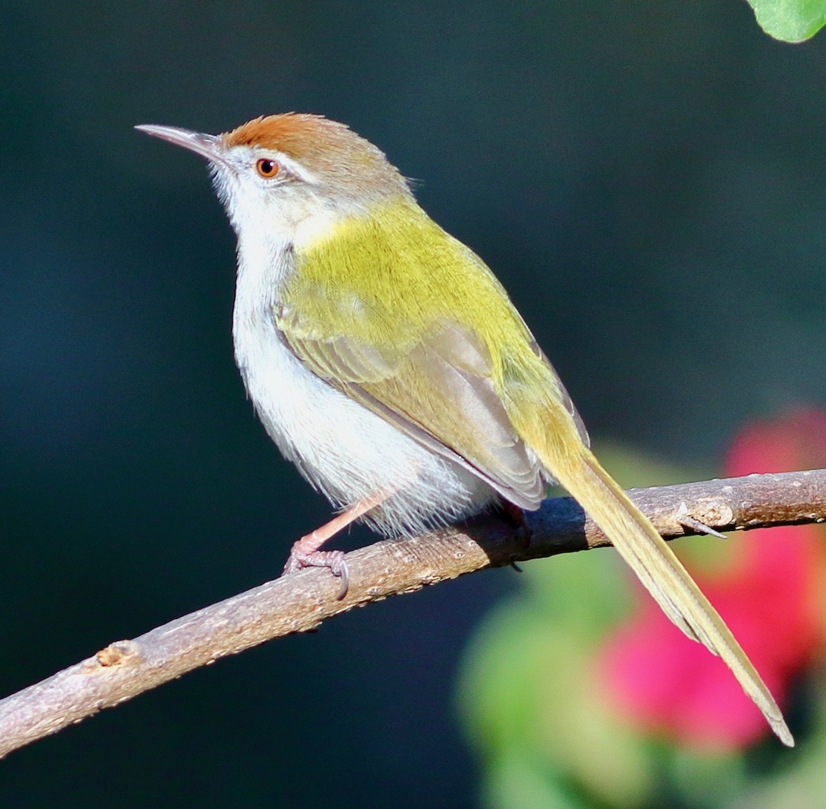 Common Tailorbird - ML647833796