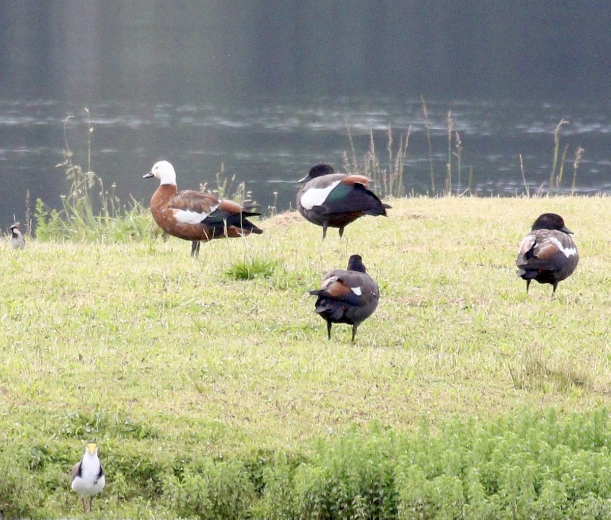 Paradiesgans - ML647833797