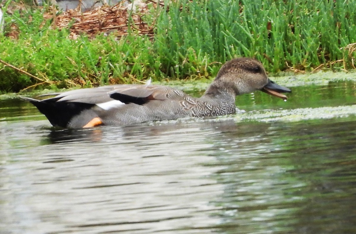 オカヨシガモ（strepera） - ML647833806