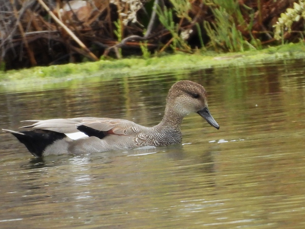 オカヨシガモ（strepera） - ML647833807