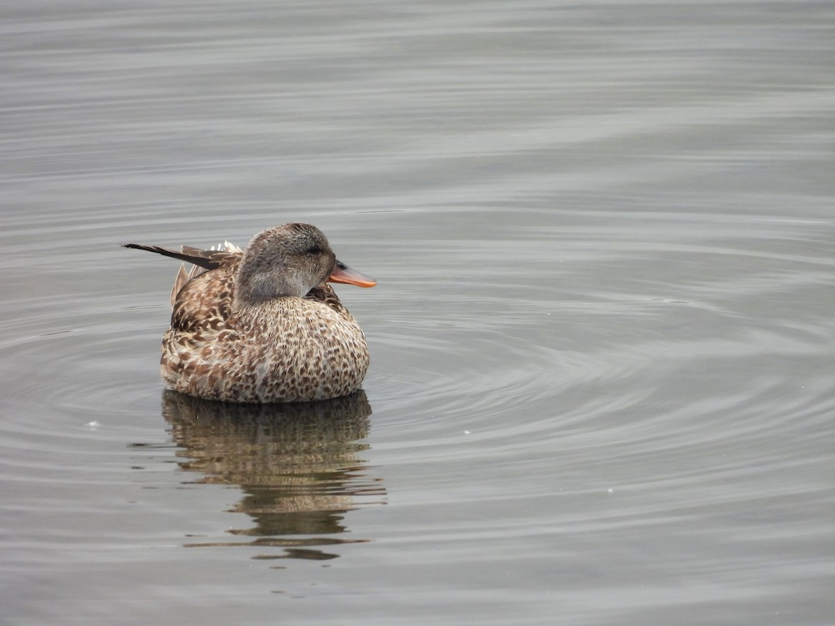 オカヨシガモ（strepera） - ML647833808
