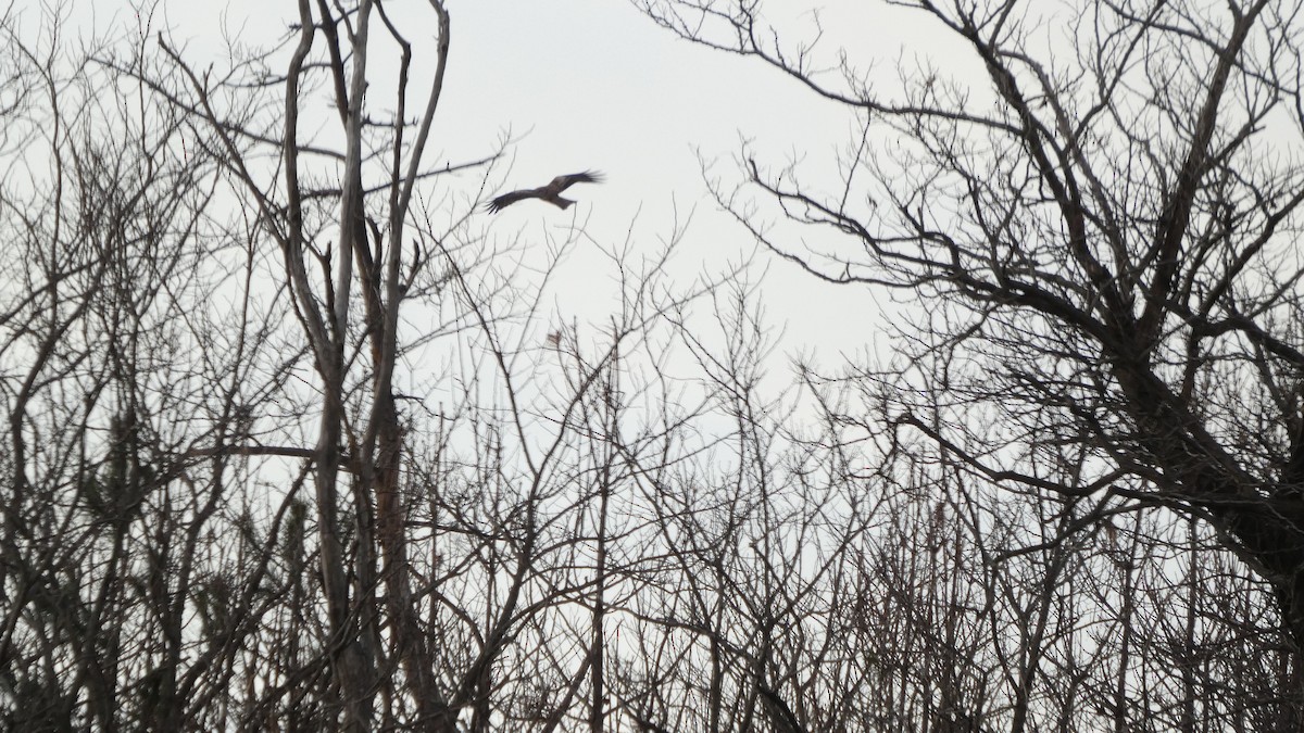 Шуліка чорний - ML647833809