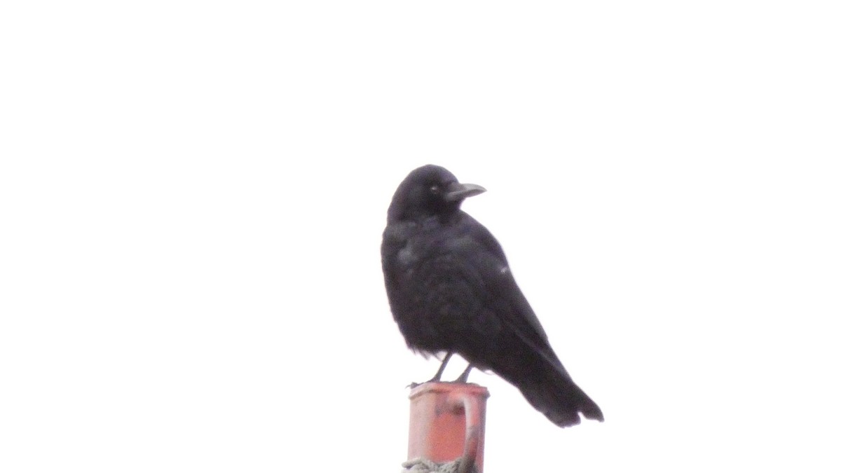 Ворона чорна - ML647833833