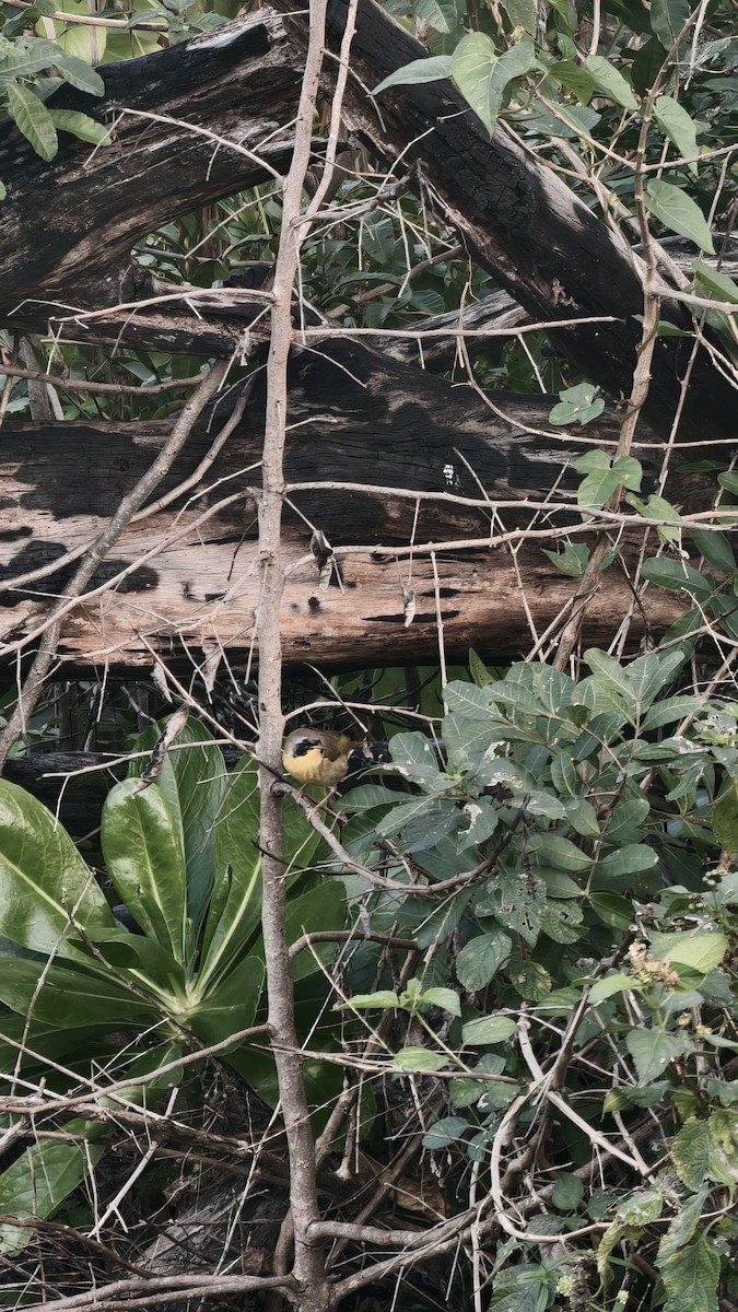 Common Yellowthroat - ML647833838