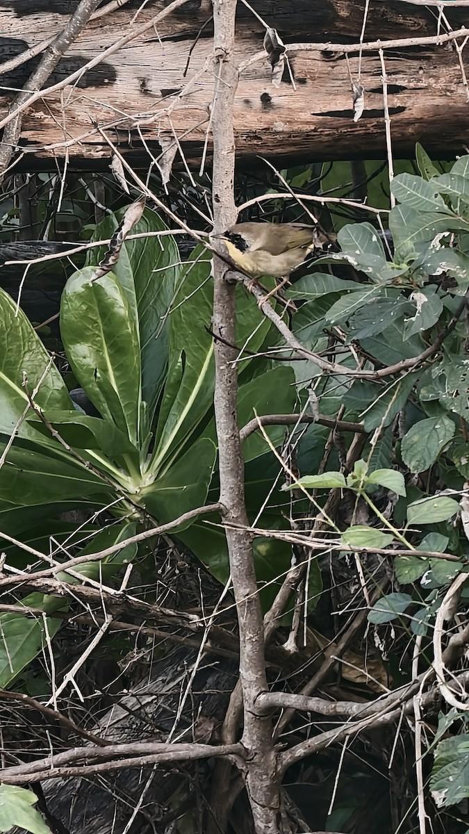 Common Yellowthroat - ML647833839