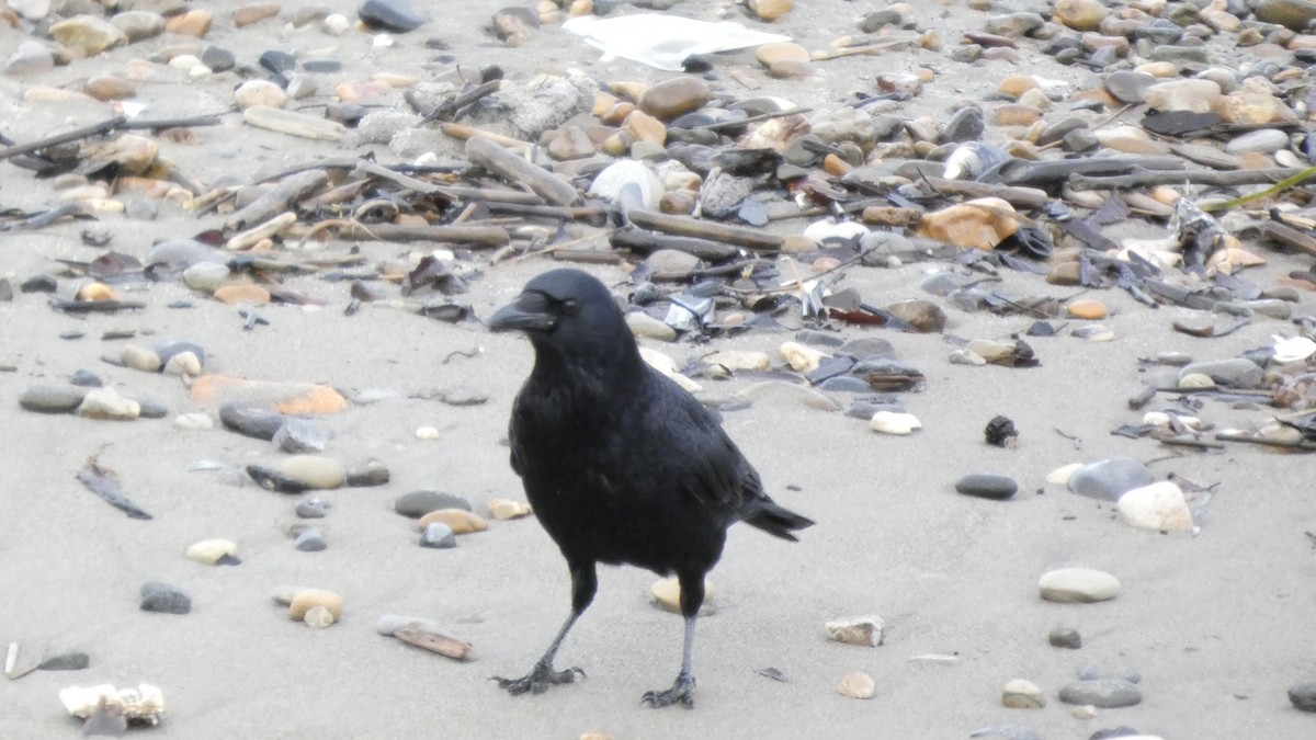 Ворона чорна - ML647833840
