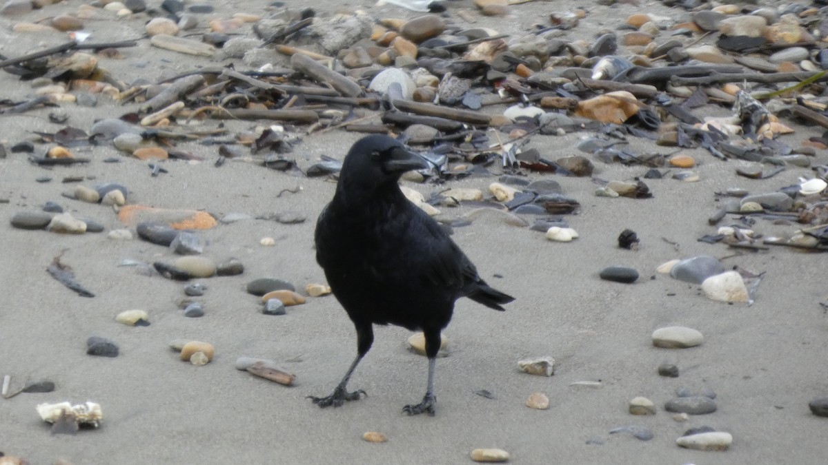 Ворона чорна - ML647833841
