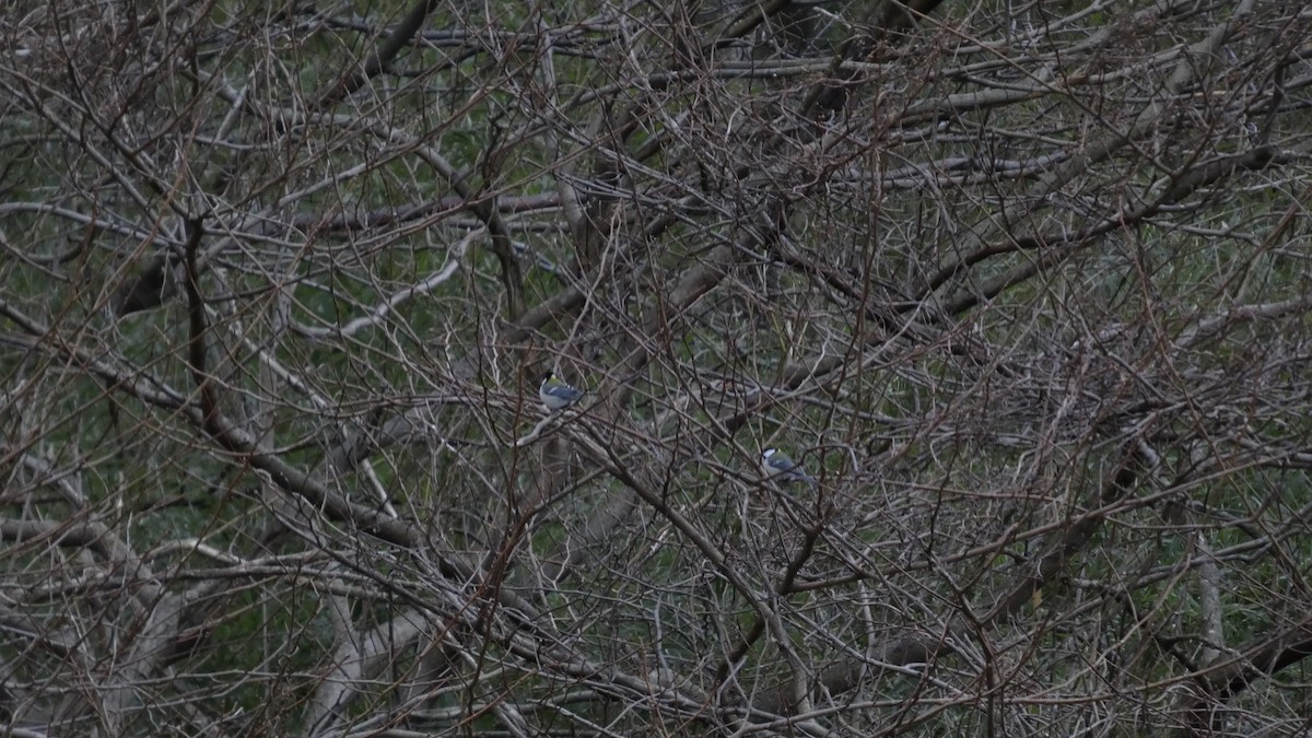 Asian Tit - ML647833865