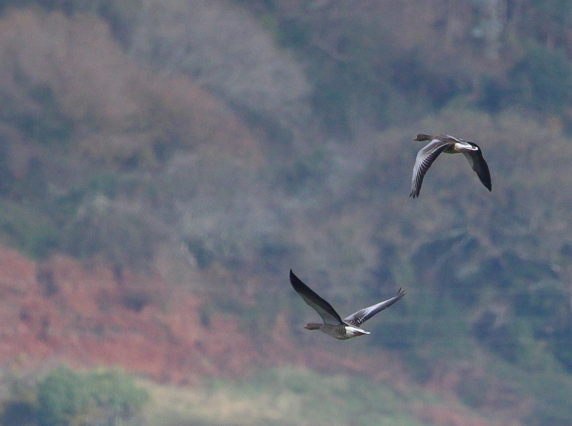 Graylag Goose - ML647833880