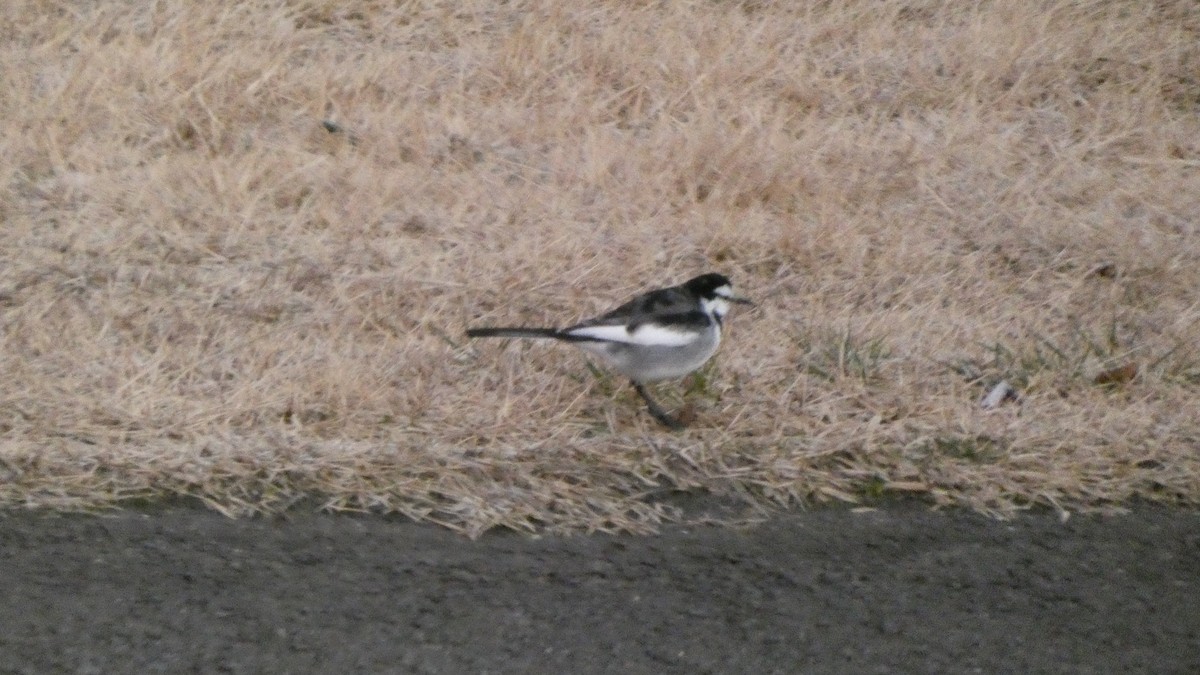 Плиска біла - ML647833886