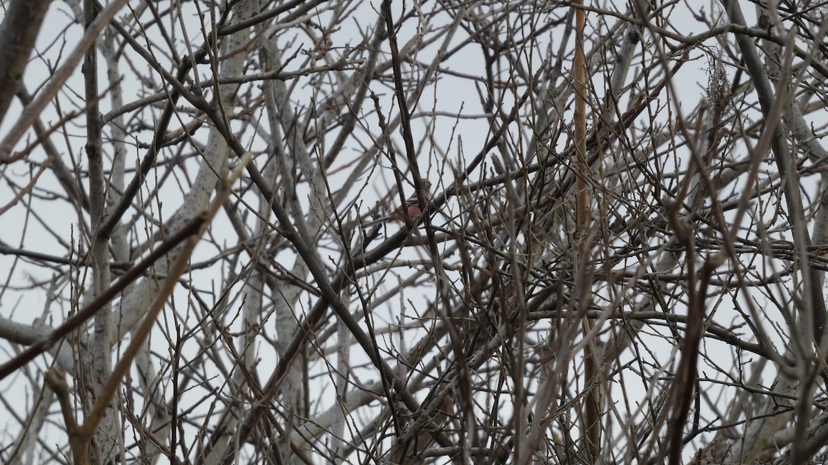 Урагус - ML647833905