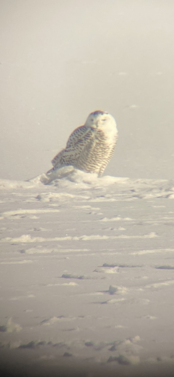 Snowy Owl - ML647833908