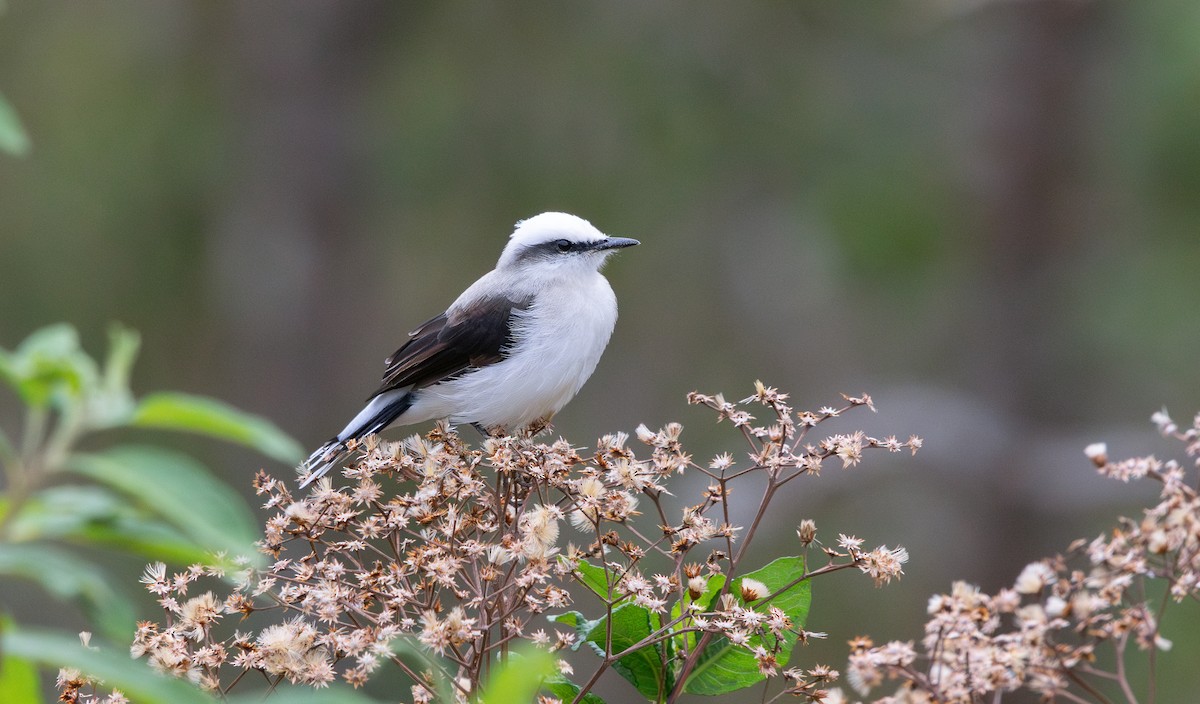 maskevanntyrann - ML647833919