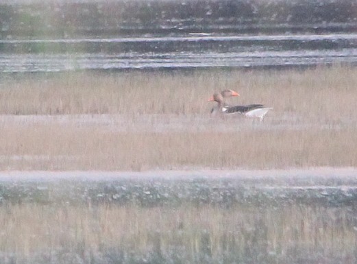 Graylag Goose - ML647833925