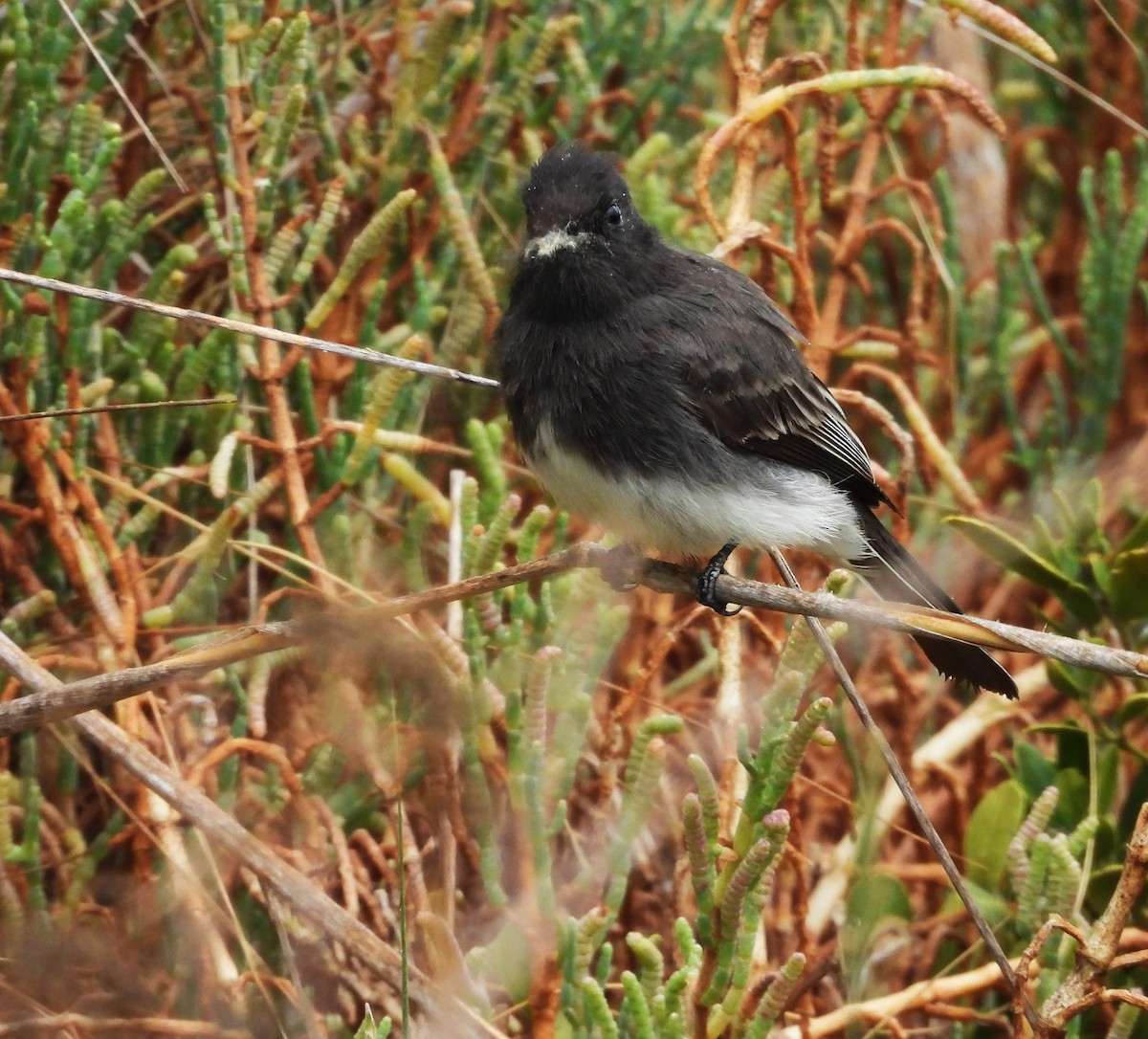 svartfibi (nigricans gr.) - ML647833926