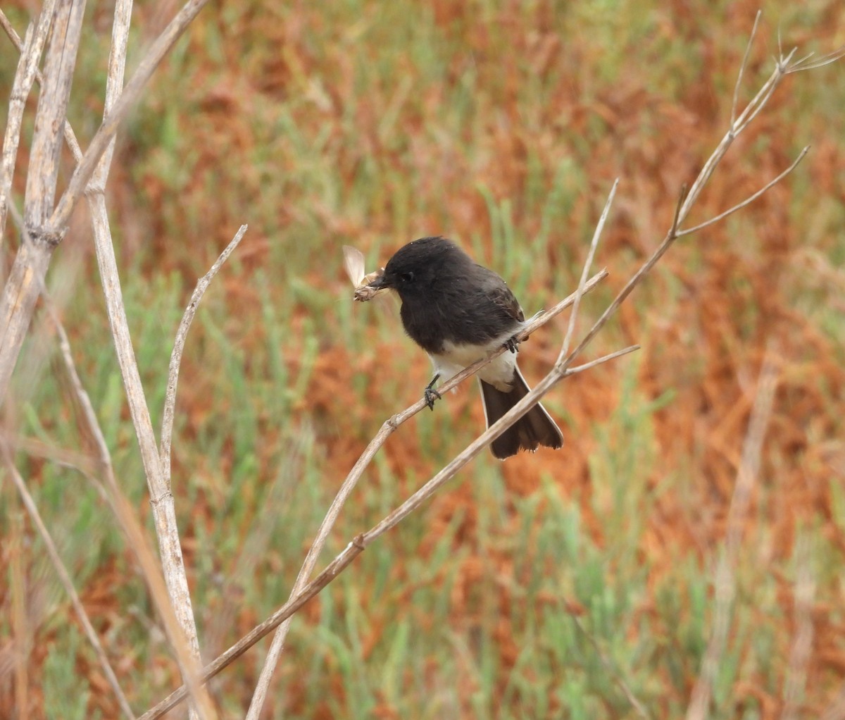 svartfibi (nigricans gr.) - ML647833927