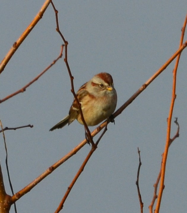 bjørkespurv - ML647833928