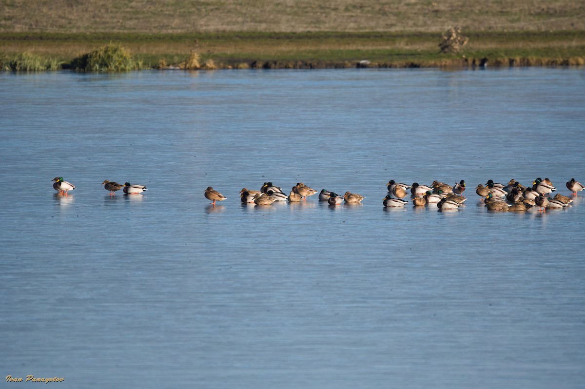 stokkand - ML647833930