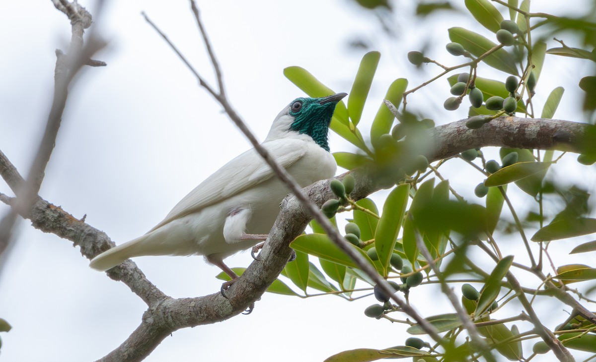 nakenstrupeklokkefugl - ML647833935