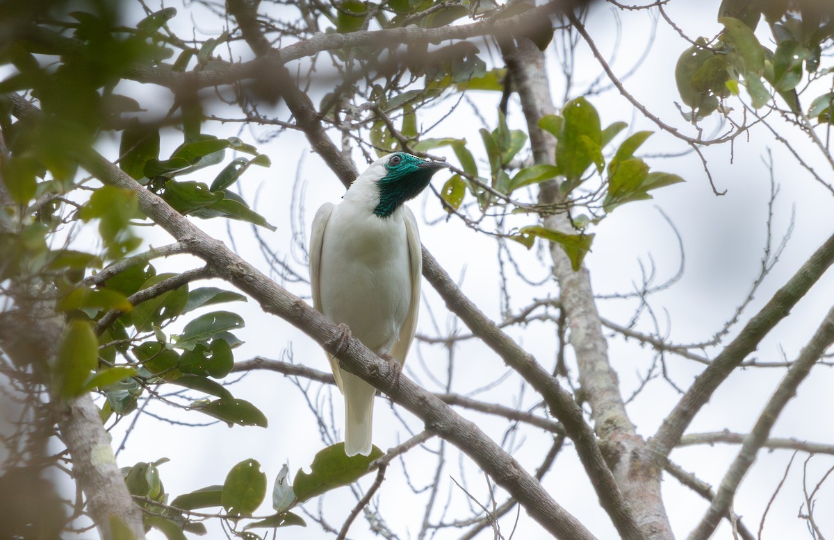 nakenstrupeklokkefugl - ML647833936