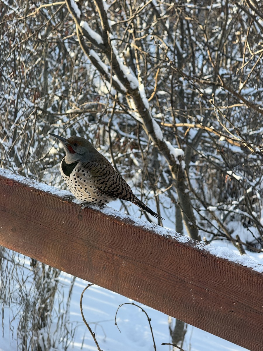 gullspett - ML647833937