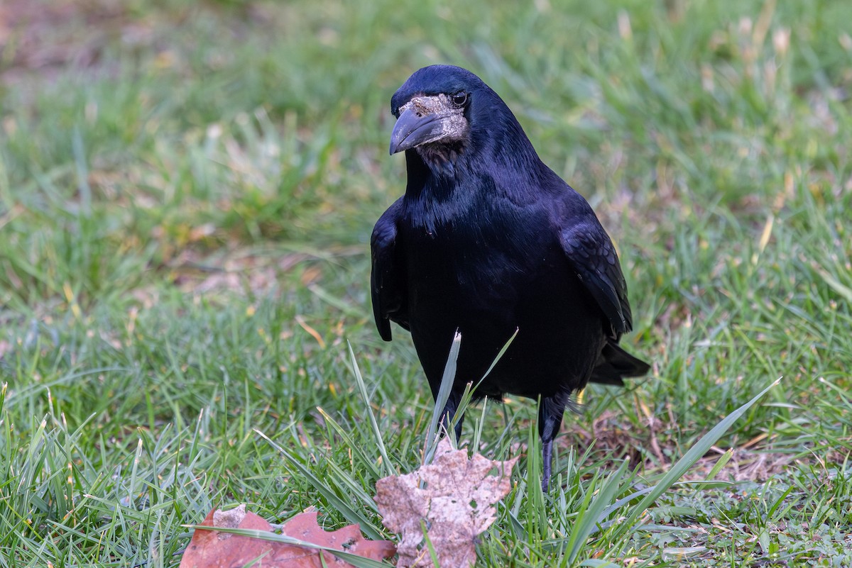 kornkråke - ML647833938