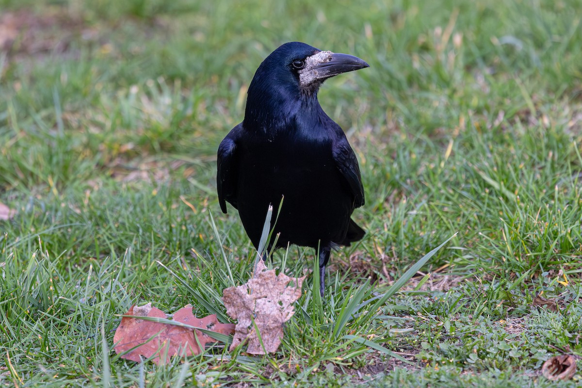 kornkråke - ML647833940