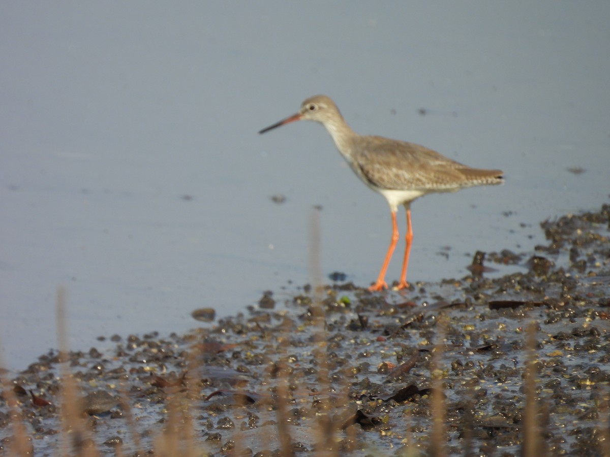 rødstilk - ML647833941