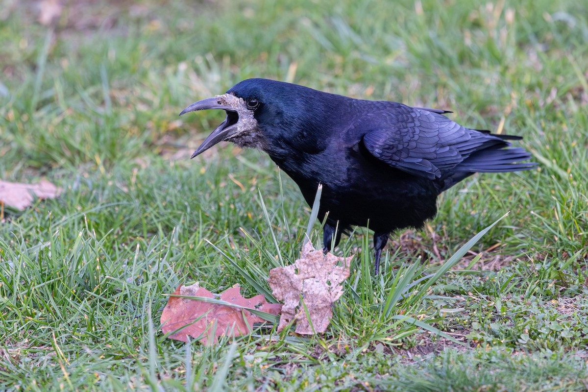 kornkråke - ML647833942