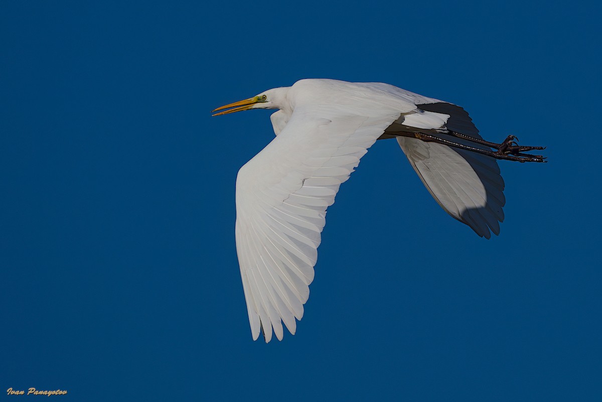 egretthegre - ML647833943