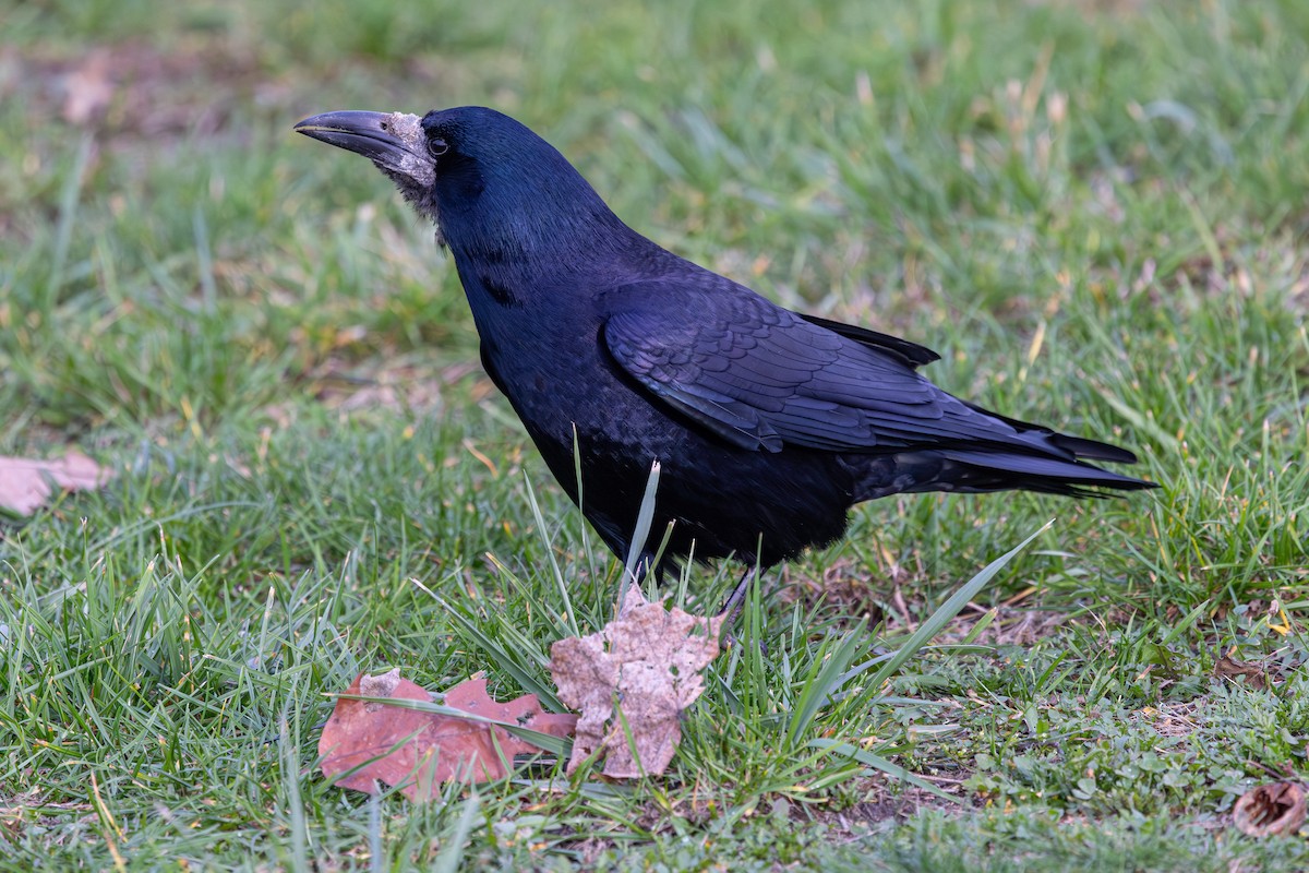 kornkråke - ML647833944