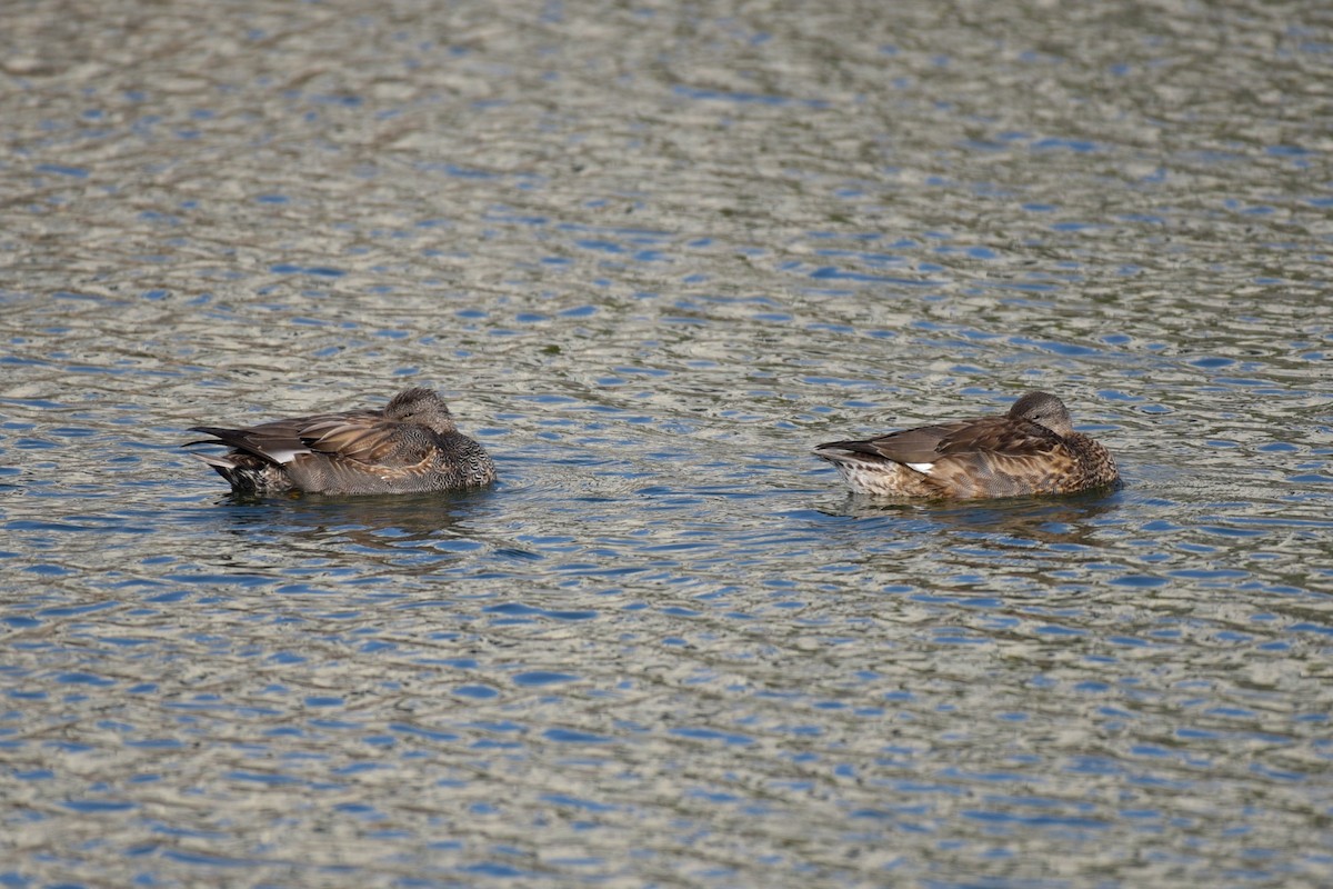 オカヨシガモ - ML647833947