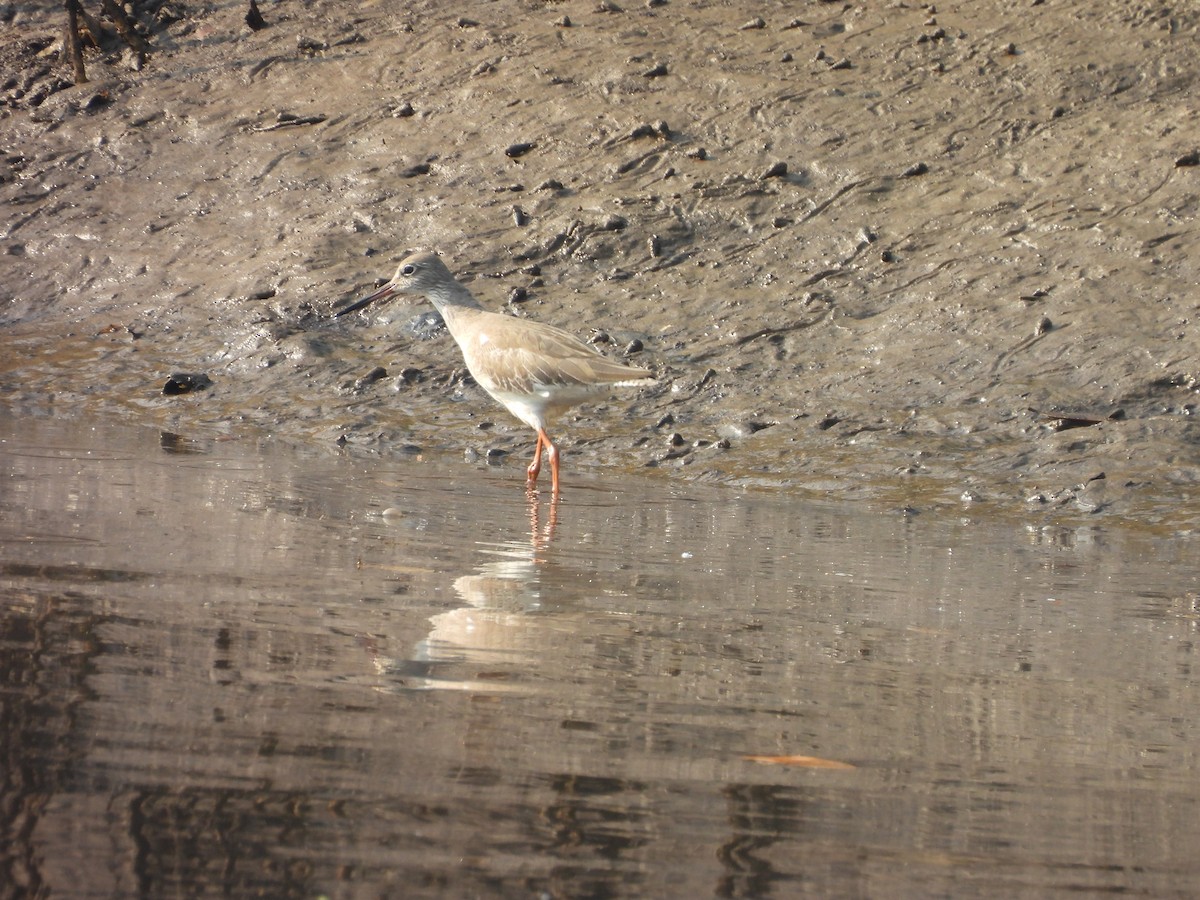 rødstilk - ML647833952