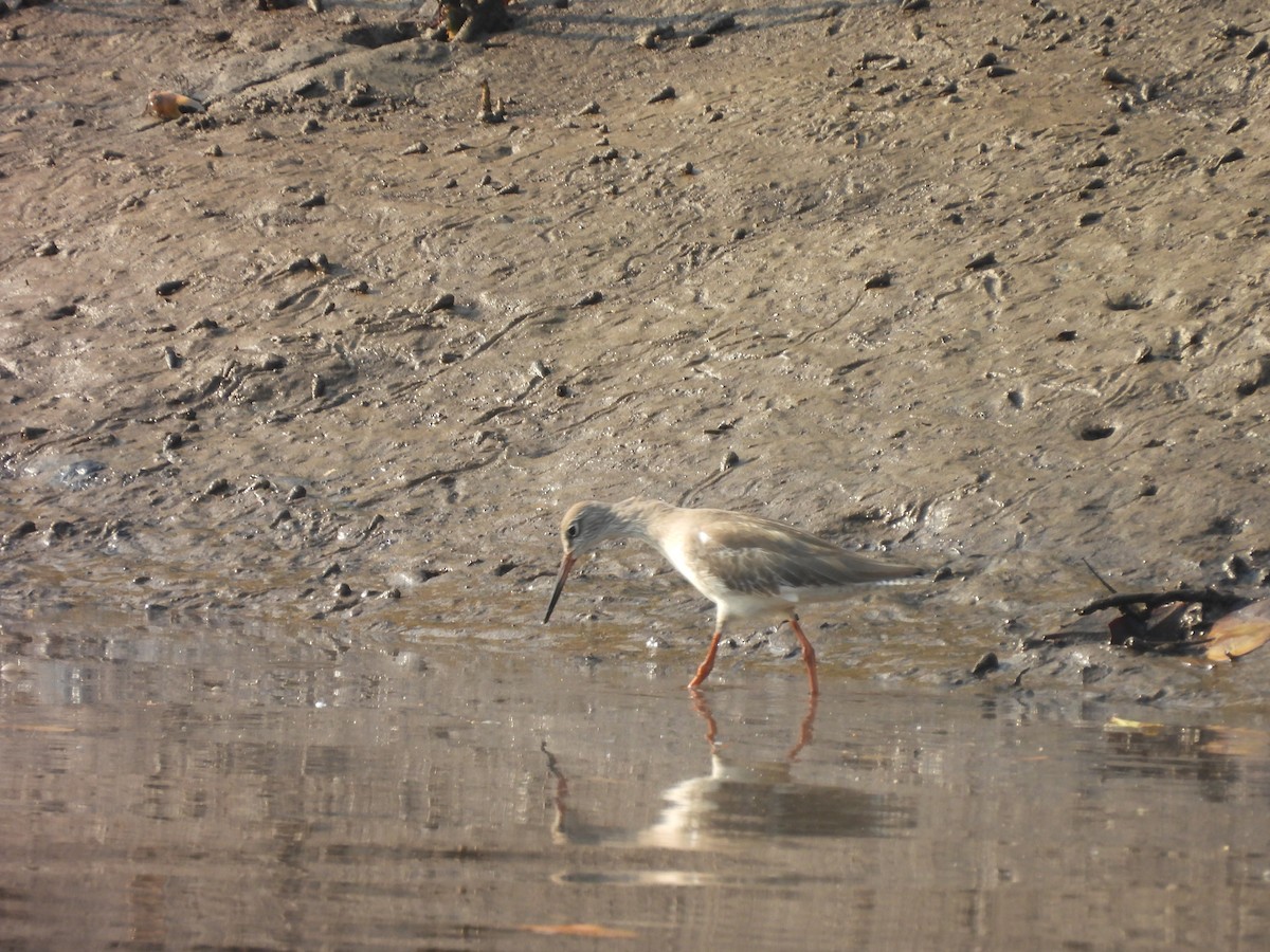 rødstilk - ML647833953