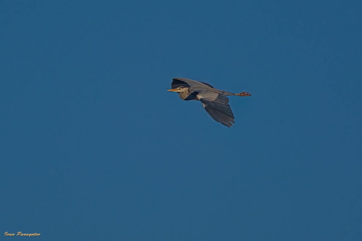 gråhegre - ML647833954