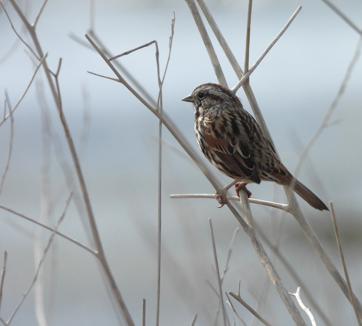 sangspurv - ML647833955