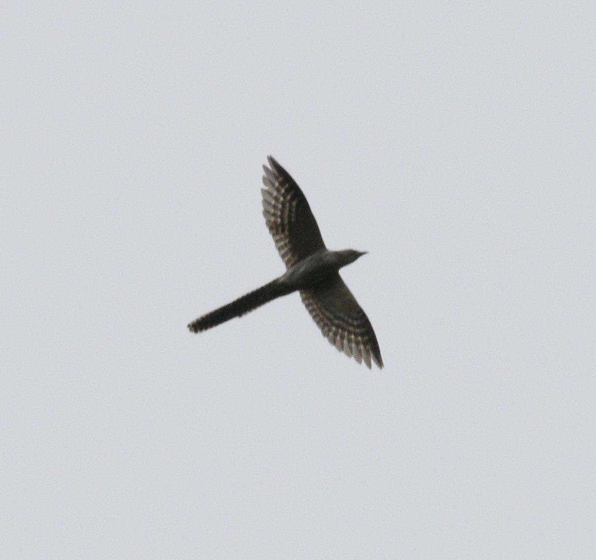 langstjertkoel - ML647833959